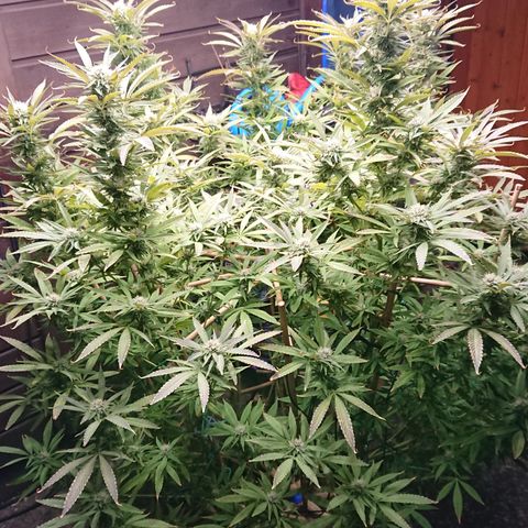 Apple Blossom growlog timeline photo