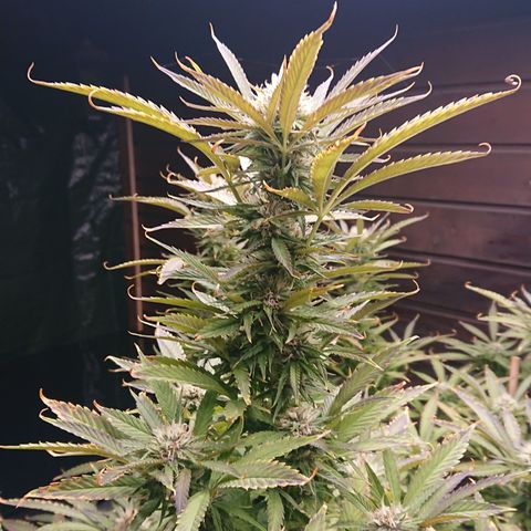 Apple Blossom growlog timeline photo