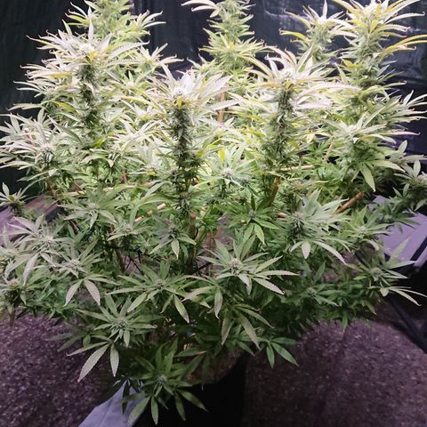 Apple Blossom growlog timeline photo