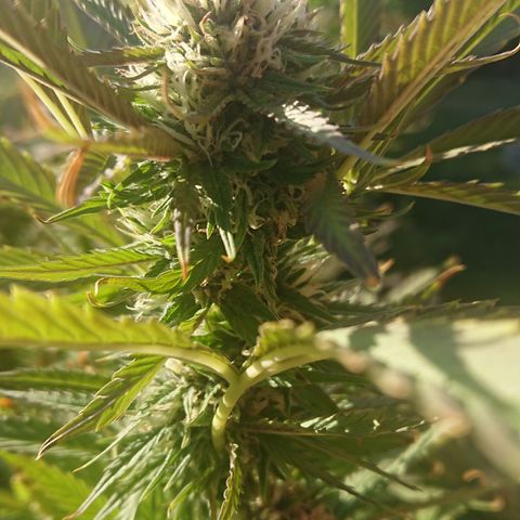 Apple Blossom growlog timeline photo