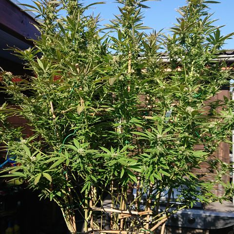 Apple Blossom growlog timeline photo