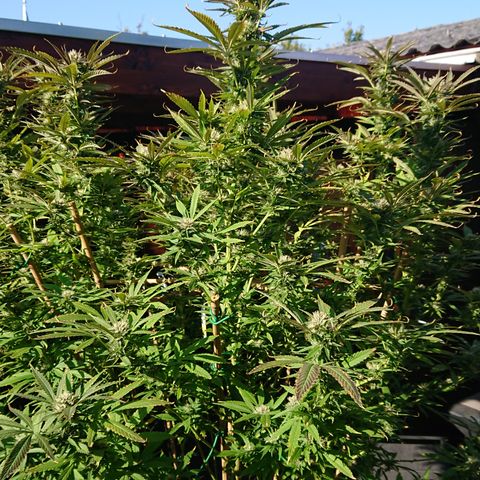 Apple Blossom growlog timeline photo