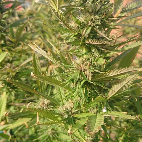 Apple Blossom growlog timeline photo