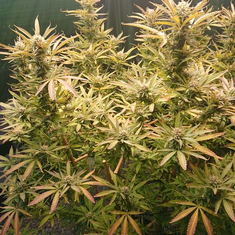 Apple Blossom growlog timeline photo