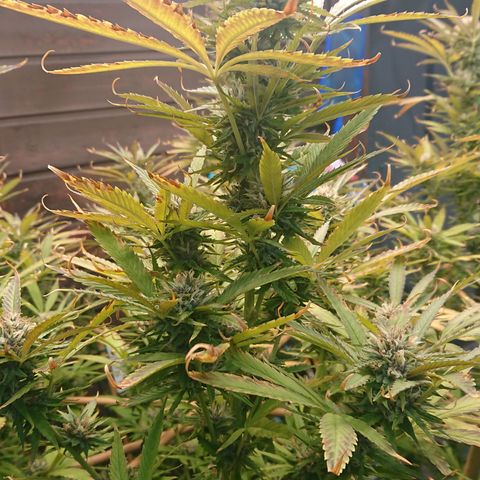 Apple Blossom growlog timeline photo