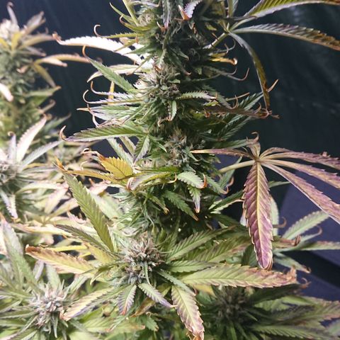Apple Blossom growlog timeline photo