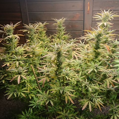 Apple Blossom growlog timeline photo