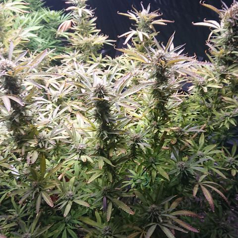 Apple Blossom growlog timeline photo