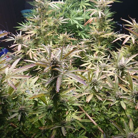 Apple Blossom growlog timeline photo