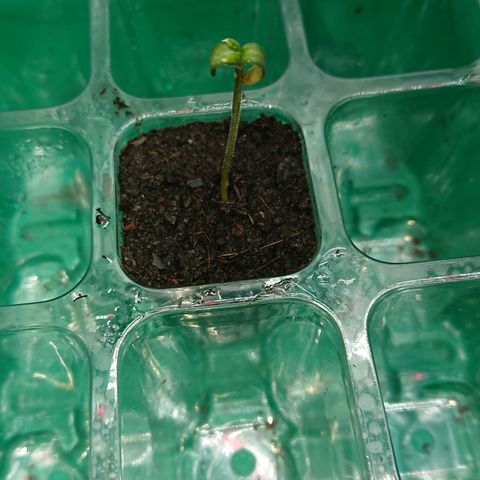 Cherry Zelato growlog photo