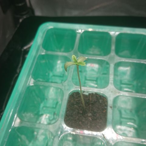 Cherry Zelato growlog photo
