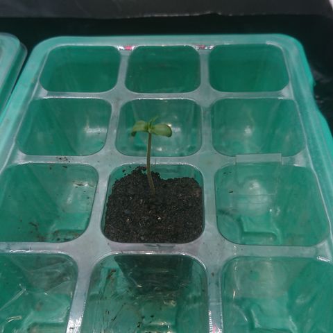 Cherry Zelato growlog photo