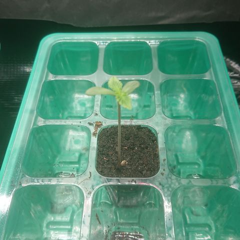 Bogota growlog timeline photo