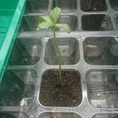 Cherry Zelato growlog photo
