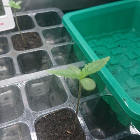 Bogota growlog timeline photo