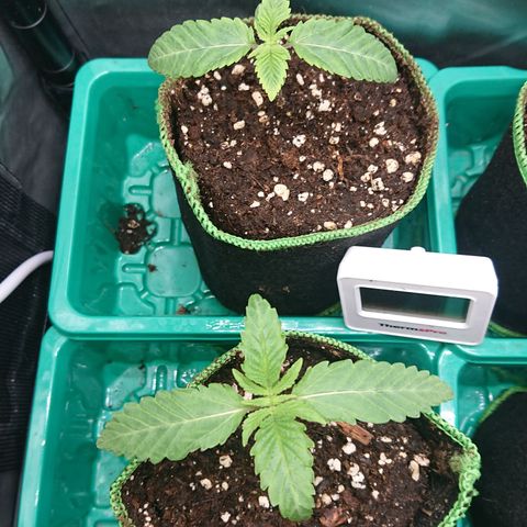Bogota growlog timeline photo