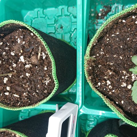 Cherry Zelato growlog photo