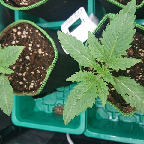 Bogota growlog timeline photo