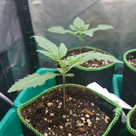 Bogota growlog timeline photo