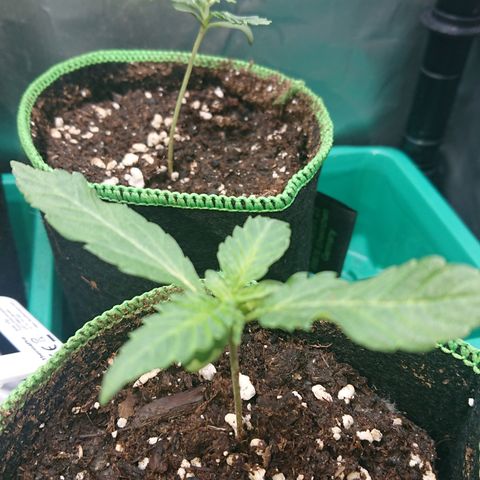 Cherry Zelato growlog timeline photo