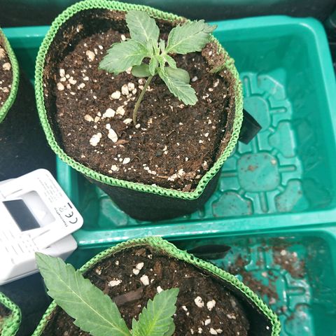 Cherry Zelato growlog timeline photo