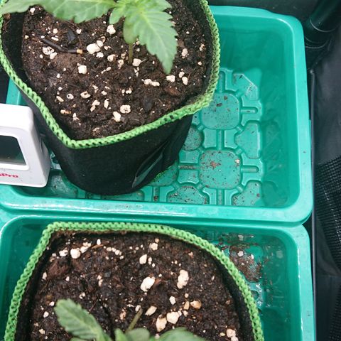 Cherry Zelato growlog timeline photo