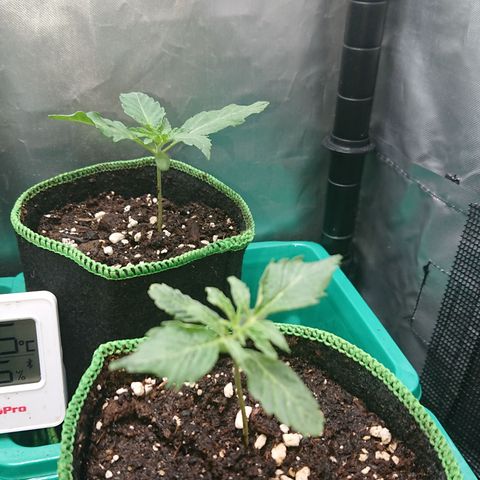 Cherry Zelato growlog timeline photo