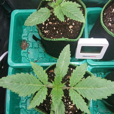 Bogota growlog timeline photo