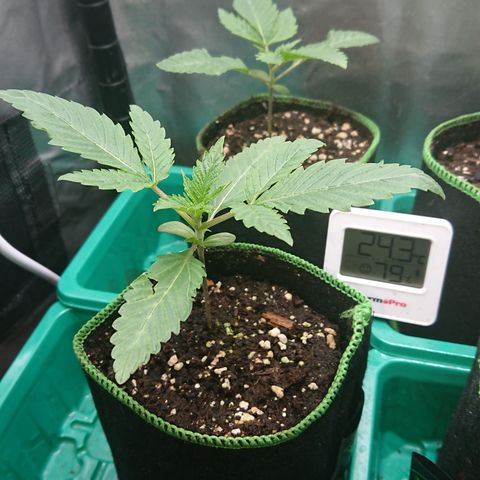 Bogota growlog timeline photo