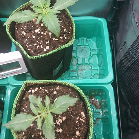 Cherry Zelato growlog timeline photo