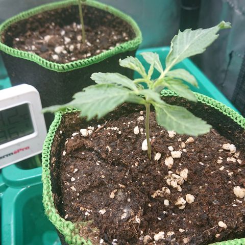 Cherry Zelato growlog timeline photo