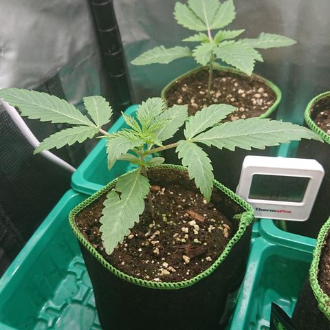 Bogota growlog timeline photo