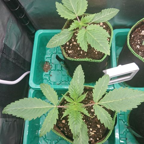 Bogota growlog timeline photo