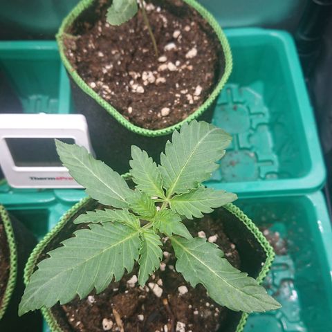 Cherry Zelato growlog timeline photo