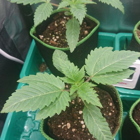 Bogota growlog timeline photo