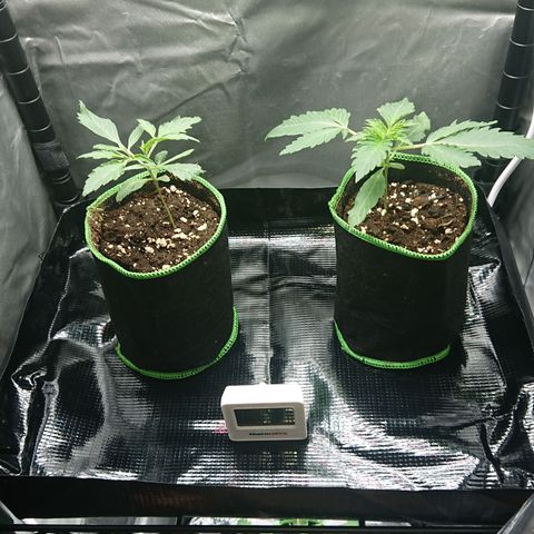Cherry Zelato growlog timeline photo