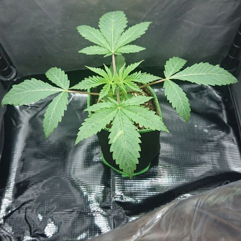 Bogota growlog timeline photo