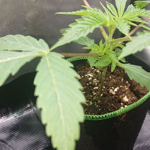 Bogota growlog timeline photo