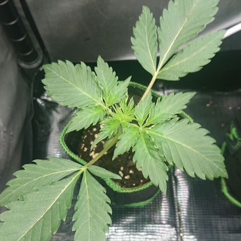 Cherry Zelato growlog timeline photo