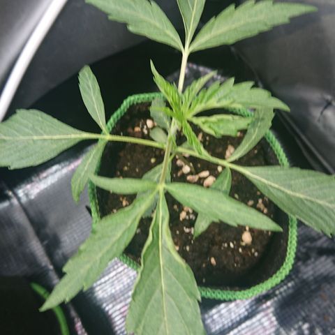 Cherry Zelato growlog timeline photo