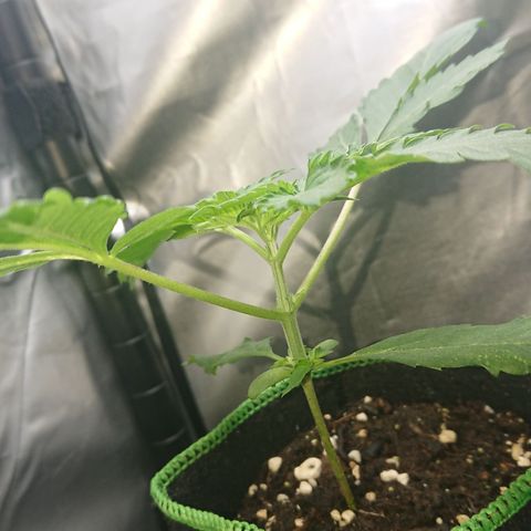 Cherry Zelato growlog timeline photo
