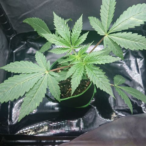 Bogota growlog timeline photo