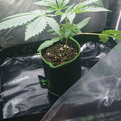 Bogota growlog timeline photo