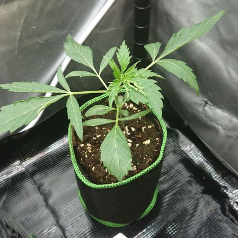Cherry Zelato growlog timeline photo