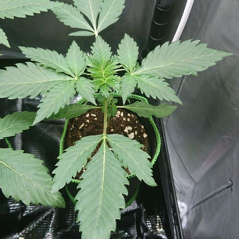 Cherry Zelato growlog timeline photo