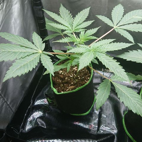 Bogota growlog timeline photo