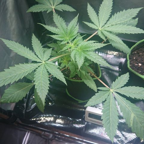 Bogota growlog timeline photo