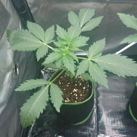Cherry Zelato growlog timeline photo