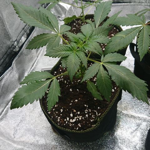 Cherry Zelato growlog timeline photo