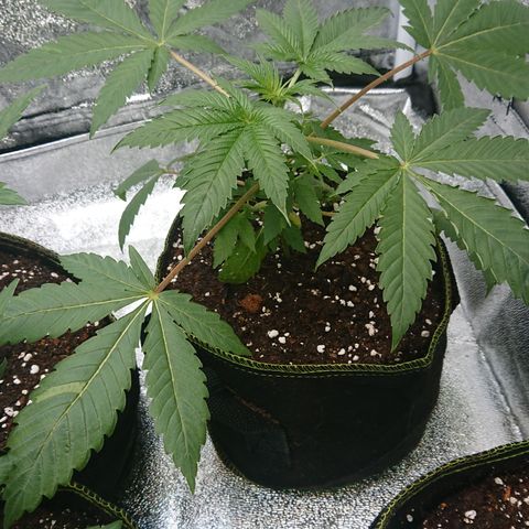 Bogota growlog timeline photo